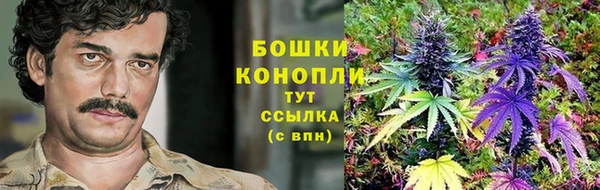 сатива Белоозёрский